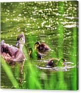 In The Pond Canvas Print