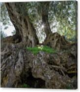 In The Shade Of The Olive Tree Canvas Print
