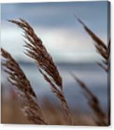 In The Soft Breeze. Canvas Print