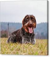 Incredible Love Bohemian Wire Sitting And Relaxing In Grass Of Meadow. Wirehaired Puppy Is Relaxing With Tongue Out And Happy Animal Face In Field. Bohemian Pointer Enjoy A Clean Air Canvas Print
