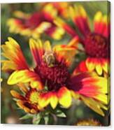 Indian Blanket And Bee Canvas Print
