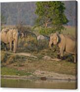Indian Elephant Canvas Print