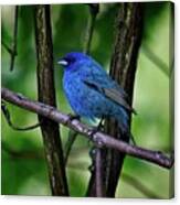 Indigo Bunting Canvas Print