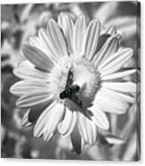 Infrared - Bee Canvas Print