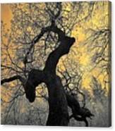 Infrared Trees Canvas Print