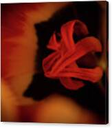 Inner Workings Of A Tulip Canvas Print