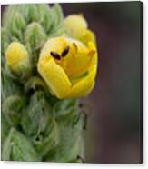 Insects On Mullein Flower Canvas Print