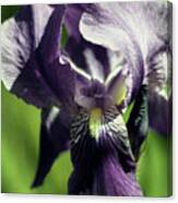 Into The World Of The Iris Canvas Print