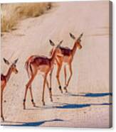 Intrepid Trio In Kruger National Park Canvas Print
