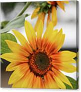 Invitation From A Sunflower Canvas Print