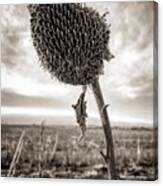 Iphonography Sunflower 2 Canvas Print
