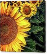 Iphonography Sunflower 3 Canvas Print