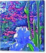 Iris 12 Canvas Print