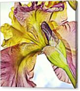 Iris Abstract Squared Canvas Print