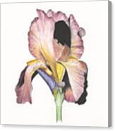 Iris, Burgundy Canvas Print