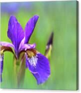 Iris Elegance Canvas Print