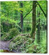 Island Creek Trail Of The Croatan National Forest Canvas Print