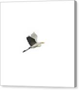 Isolated Great Egret 2016 Canvas Print