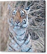 It Is Ok To Come A Little Bit Closer - Tigress Canvas Print