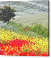 Italy Lone Tree And Wilflowers Canvas Print
