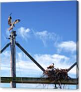 It's About Time You Got Home With The Take-out  - Osprey Returning To Nest Carrying Fish Dinner Canvas Print