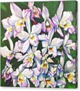Iwanagara Apple Blossum Canvas Print