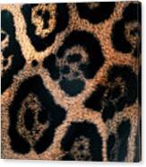 Jaguar Spots Canvas Print