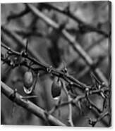 Japanese Barberry The Winter Berry In Black And White Canvas Print