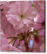 Japanese Flowering Cherry 3 Canvas Print