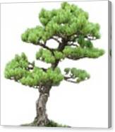 Japanese White Pine Bonsai Canvas Print