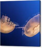 Jellyfish Canvas Print