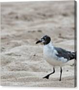 Jersey Shore - Seagull On The Beach Canvas Print