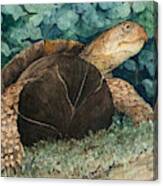 Jimmy's Turtle Canvas Print