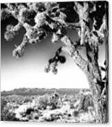 Joshua Tree At Mojave National Preserve In California Canvas Print