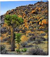 Joshua Tree With Offsrping Canvas Print