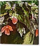 July Garden Visit Orange Begonia Canvas Print