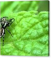 Jumping Spider Canvas Print