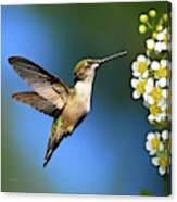 Just Looking Hummingbird Square Canvas Print