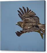 Juvenile Red-tailed Hawk Canvas Print