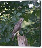 Juvenile Red Tailed Hawk Canvas Print