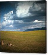 Kangaroos And Approaching Storm Canvas Print