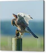Kestrels Landing With The Prey On The Roundpole Canvas Print