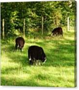 Keswick. Black Sheep Grazing Canvas Print