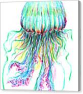 Key West Jellyfish Study 2 Canvas Print