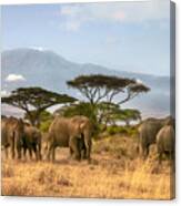 Kilimanjaro Elephants Canvas Print