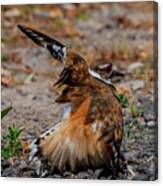 Killdeer Canvas Print