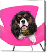 King Charles Caviler Pink Chair Joy Canvas Print