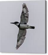 Kingfisher Fly-by Canvas Print