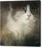 Kitten Watch Canvas Print