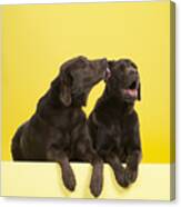 Lab Licking Other Lab Canvas Print